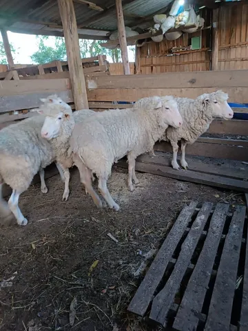 Vendo ovelhas 
