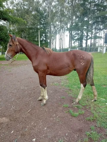 Vendo potranco