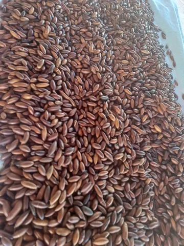 Castanha de Baru