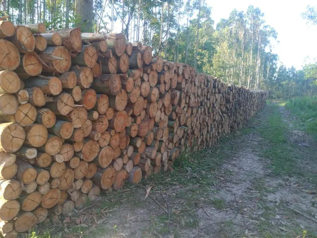 Lenha de eucalipto