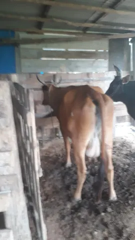 Vacas