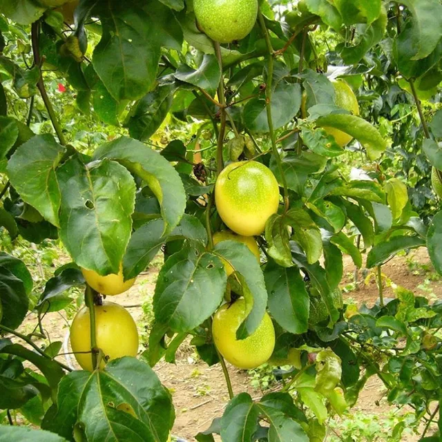 Muda de Maracujá