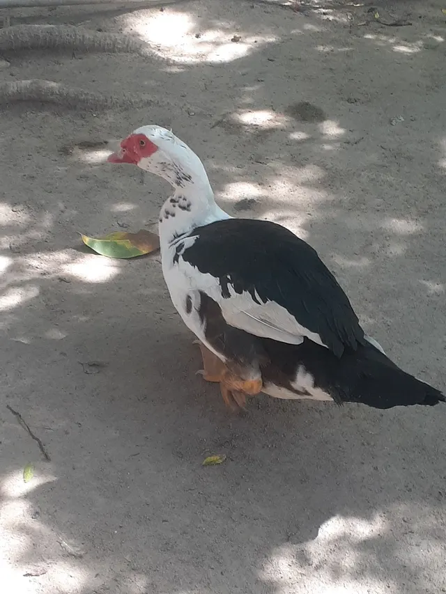 Patos e patas Faço Entrega 
