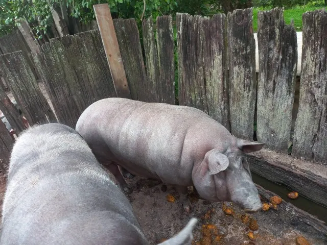 Vendo Porco Caipira