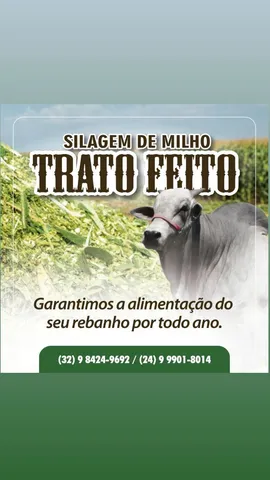 Silagem de milho