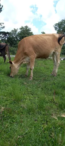 Vacas gersey. Boi e novilha