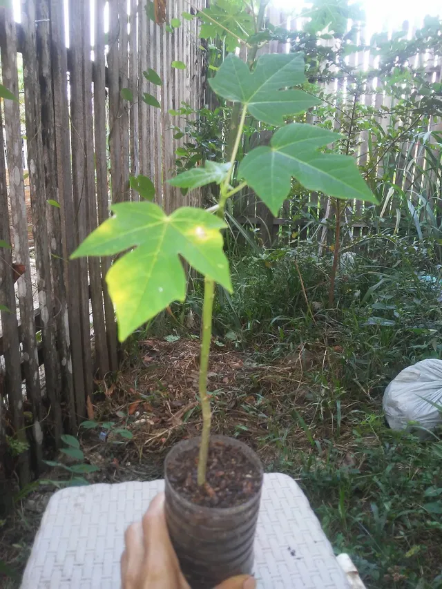 Mudas de mamoes Papaia( Havaí)