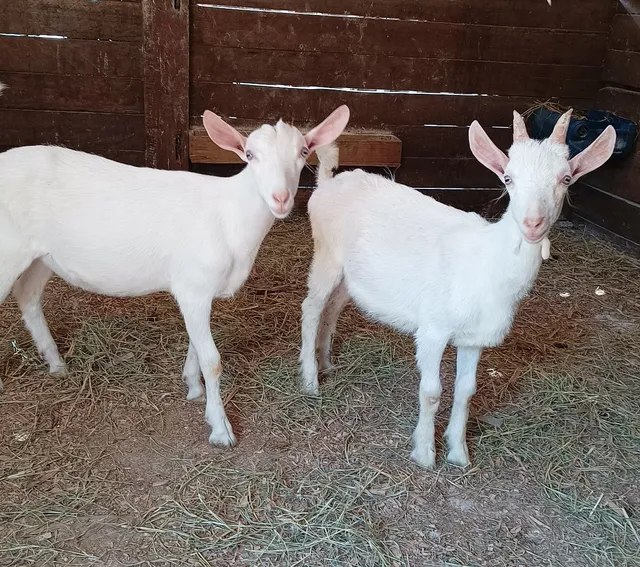 Cabrito Saanen 