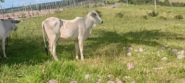 Vendo novilha nelore!!