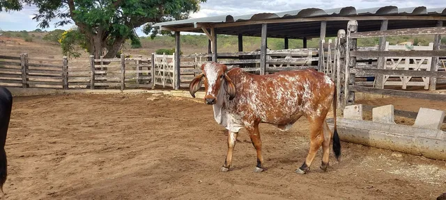  Novilhas Leiteira 
