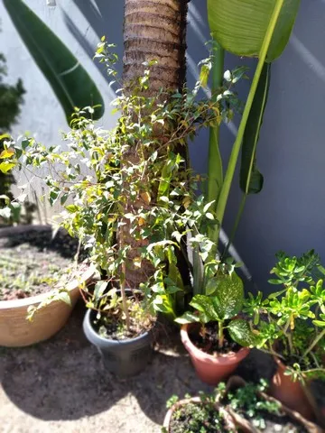 Pitanga.quase produzindo.3anos no mesmo vaso