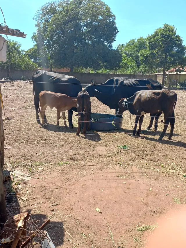 2 vaca 2 bezerro 1 macho capado de 15 meses 