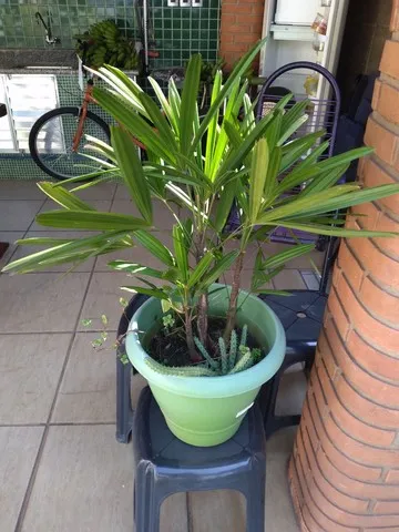 Plantas .flores.natureza.mudas e flores
