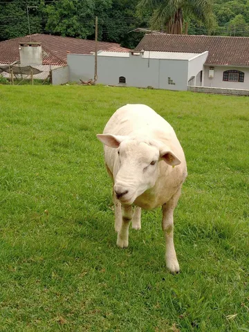 Carneiro Texel