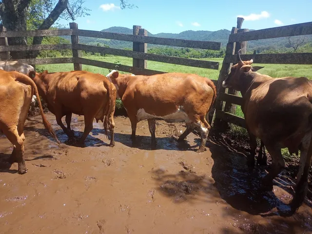 Vacas