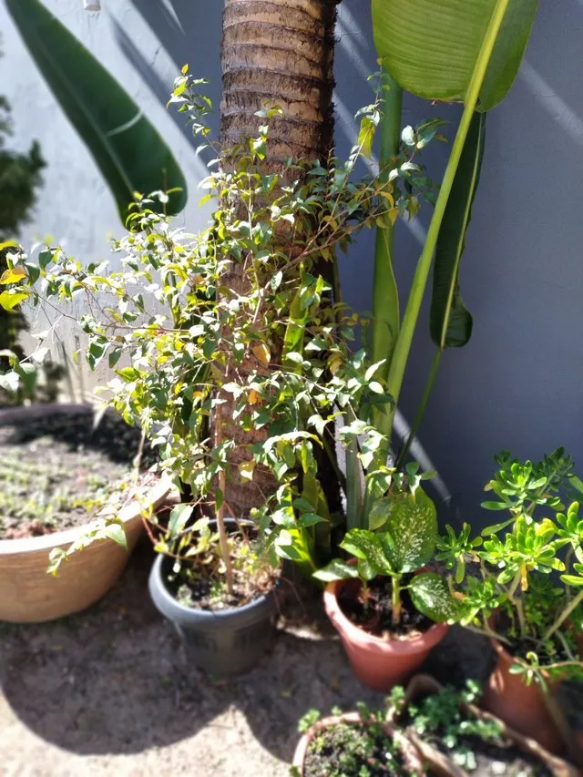 20 mudas se jabuticaba docê..30.00 cada.