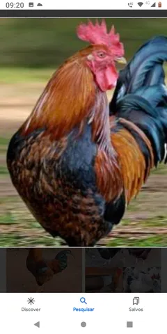Troco 4 galos caipira por dois casais de patos