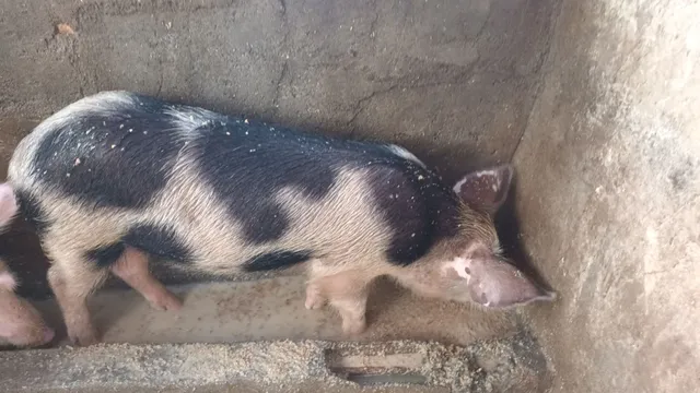 Porco