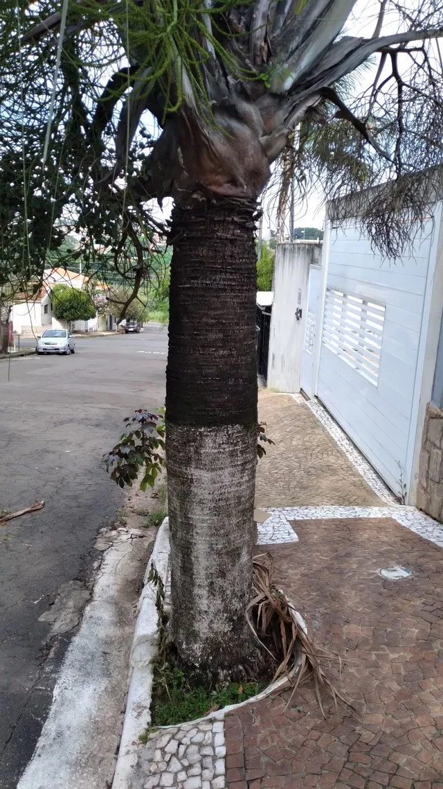Coqueiro azul com 5metros de altura.topp