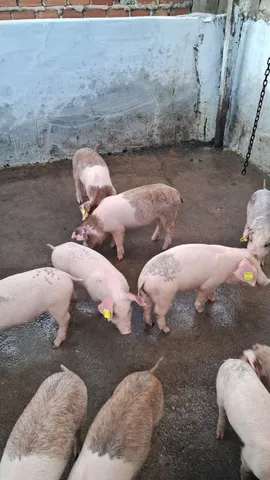 Oportunidade... Porcos novinhos para Engorda e fazer dinheiro