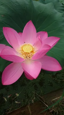 Flor de Lótus (Nelumbo nucifera)