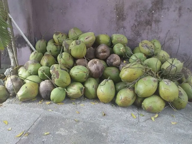 Vendi-$e Cocos verdes e Secos 
