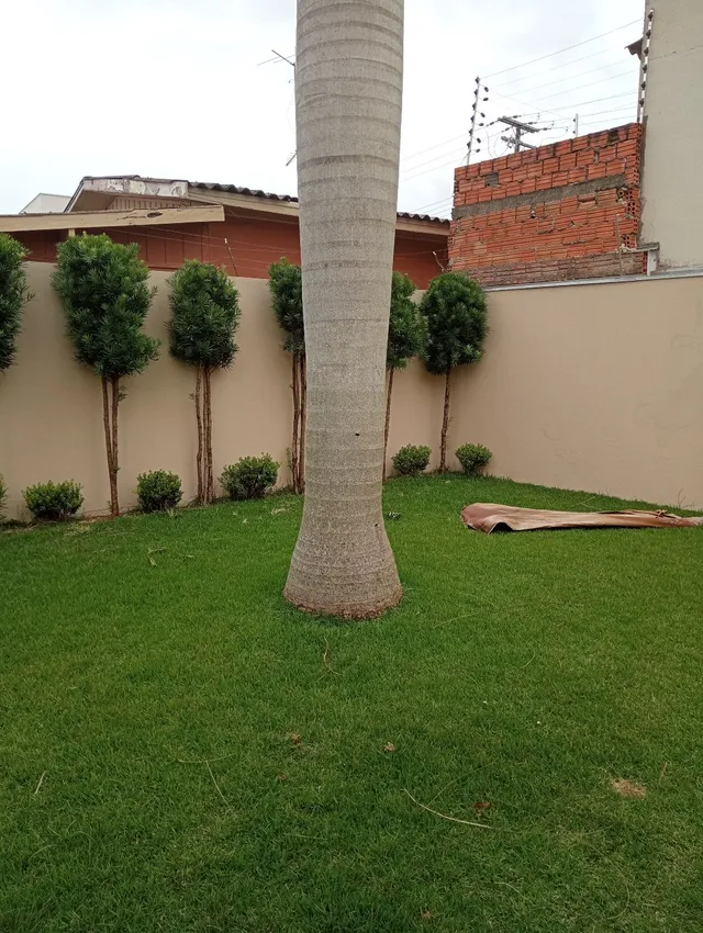 Vendo Palmeira Imperial 