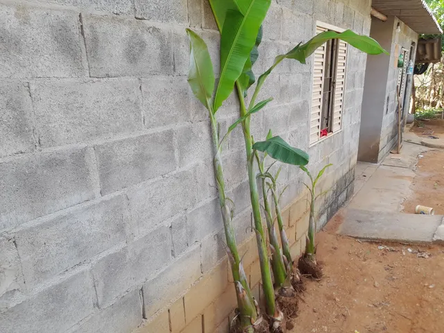 Mudas de banana ? maçã 