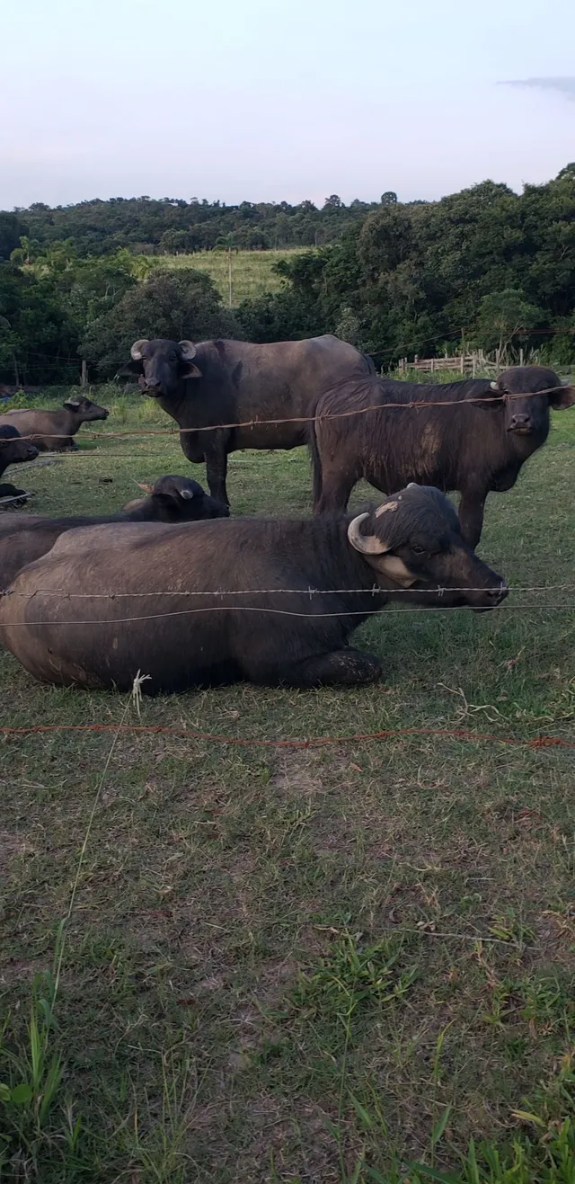 Búfalos a venda 