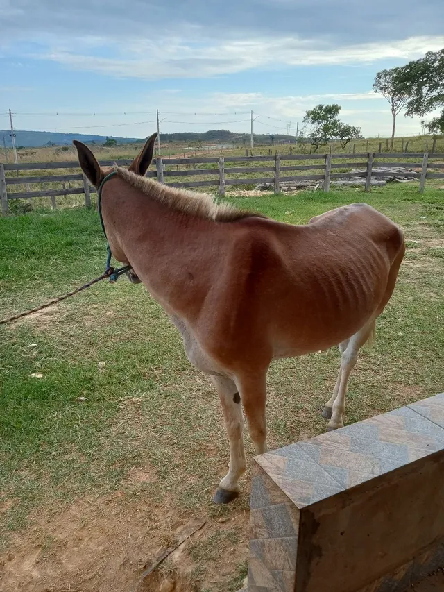 Burro domado 