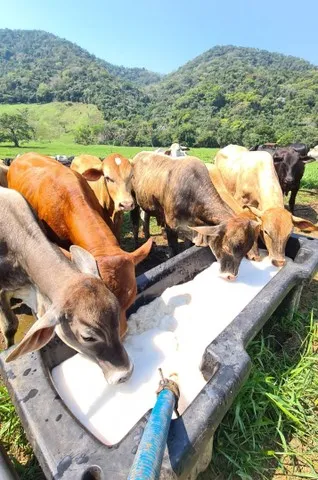Levedura de cerveja levedo cevada silagem milho bezerro bezerra vaca boi