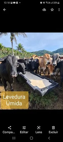 Cevada liquida 