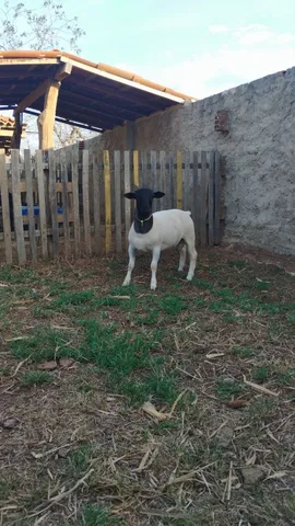 Disponível com RG 