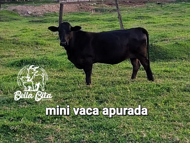 Mini vaca top prenhe