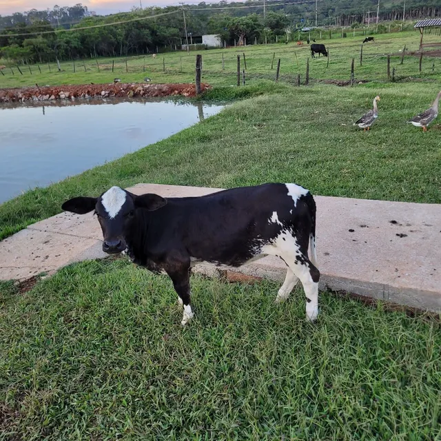 Mini vaca/ Mini Boi 