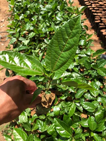 Mudas frutíferas 