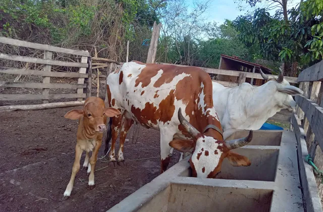 Vendo duas vacas paridas com bezerra fêmea 