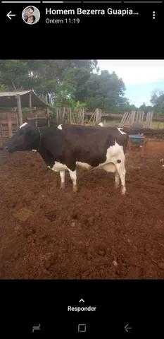 Vaca