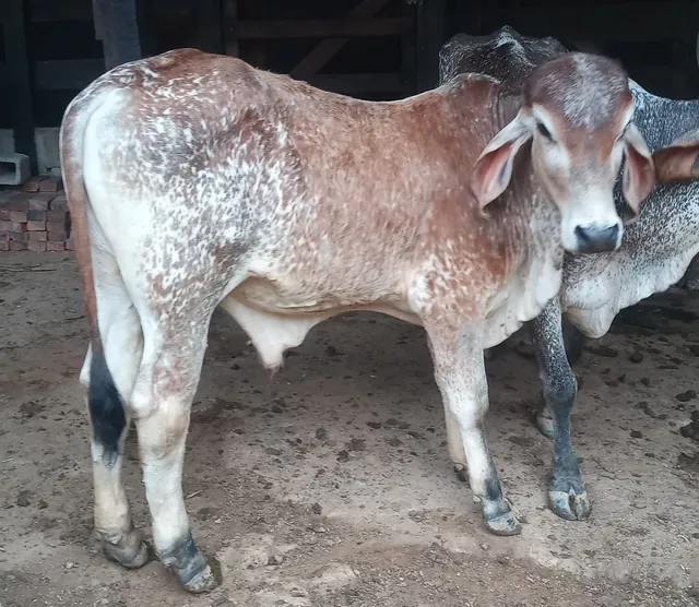 Vende-se garrotes 