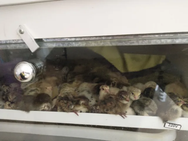 Criação de Codorna Gigante 