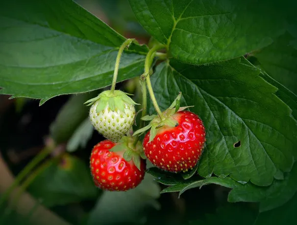 Mudas de morango produzindo
