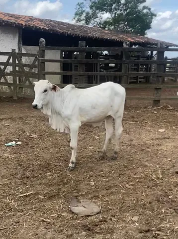 Bezerros a venda. 