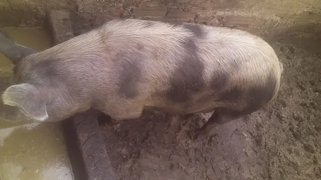 Porco gordo