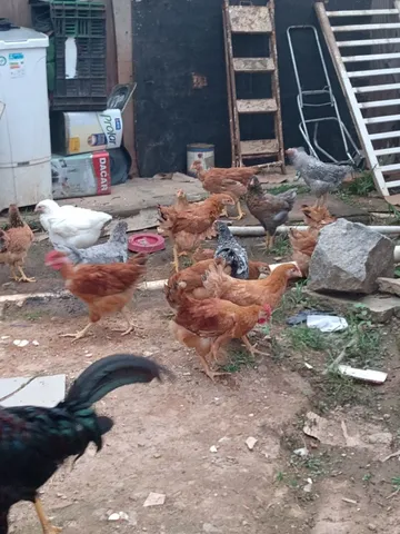 Frangas Rodha Imbrapia