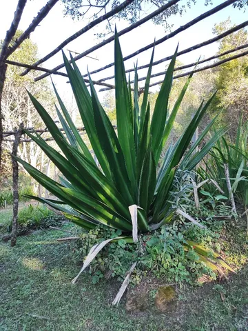 Agave Pita ou Americana - mudas com 50 cm