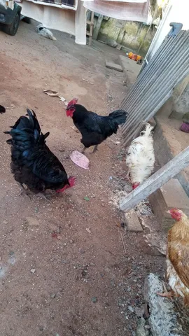Lote de aves 