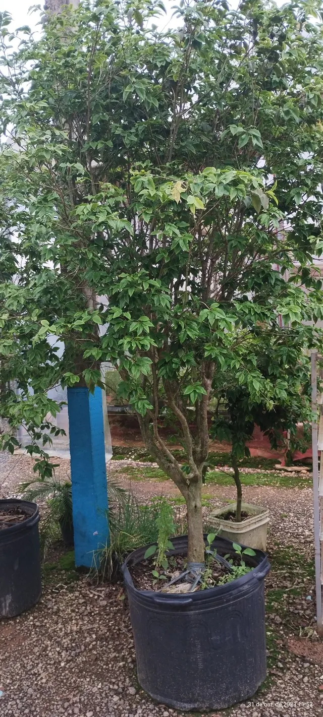 Jabuticabeira produzindo 2.30 promoção 