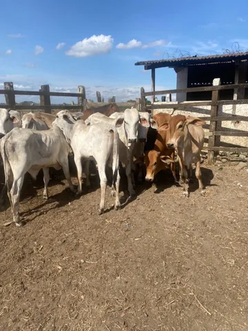 Garrotes, mamotes, bezerros a venda.