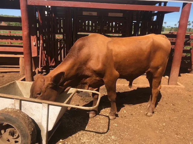 Touro Red Angus 