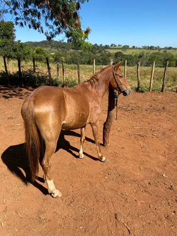 Égua de charrete/ carroça 